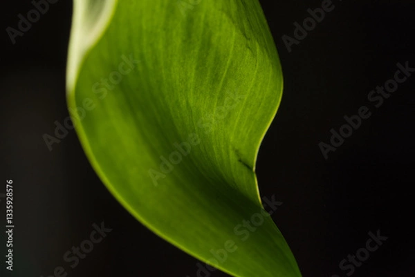 Obraz green leaf on black background