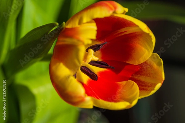 Fototapeta spring tulips in the garden for easter