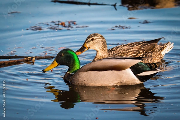 Obraz Mallard - Anas platyrhynchos pair
