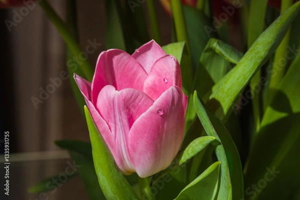 Fototapeta spring tulip close-up macro, easter