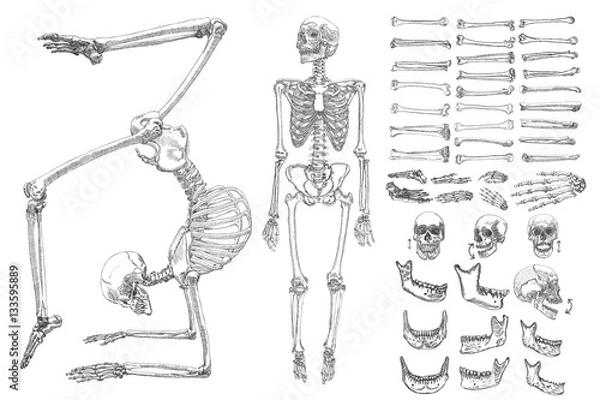 Fototapeta Human anatomy drawing monochrome set with skeletons and single bones isolated on white background. Character creation set with moving arms, legs, jaw on skull and fingers on wrist Vector illustration