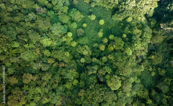 Fototapeta A breathtaking view of a lush green forest canopy captured from above, highlighting natures beauty
