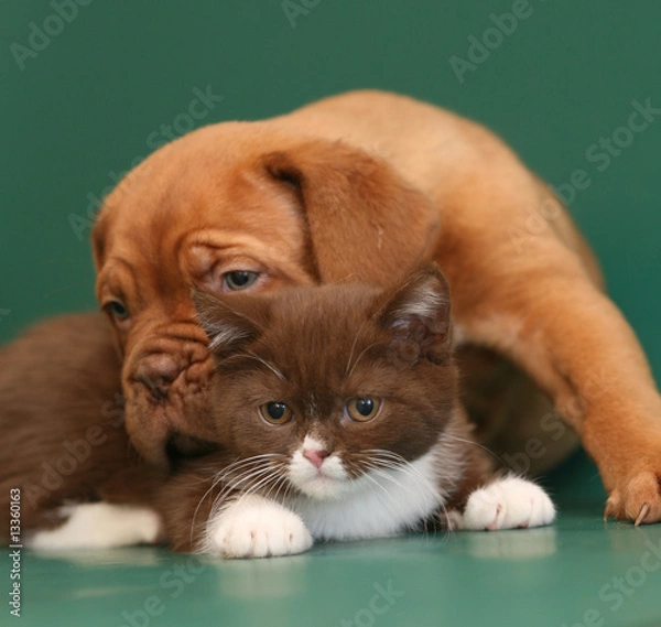 Obraz Pup and kitten.
