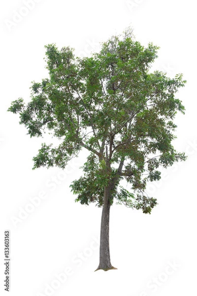 Fototapeta Mahogany Tree isolated on white background