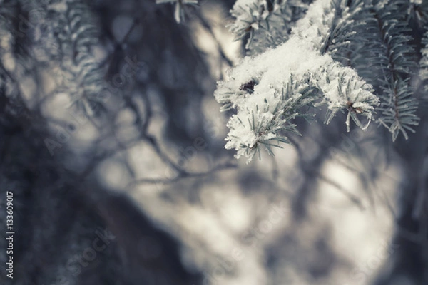 Fototapeta Spruce branches in the snow festive mysterious fairytale winter