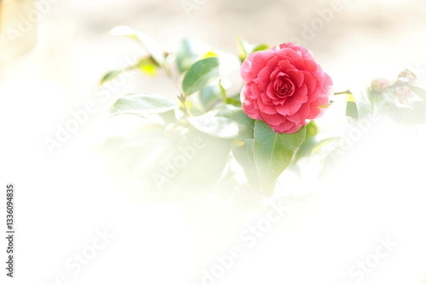 Obraz 真っ赤な椿