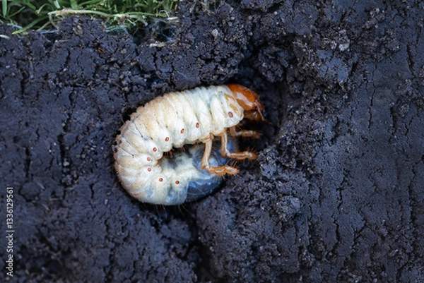 Obraz Close-up of a May beetle larva (Melolontha) in the soil. A macro photograph, a detailed image of a large white May beetle larva (Melolontha) wriggling in rich dark soil.