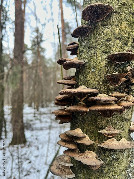Obraz mushrooms on the trunk of a tree