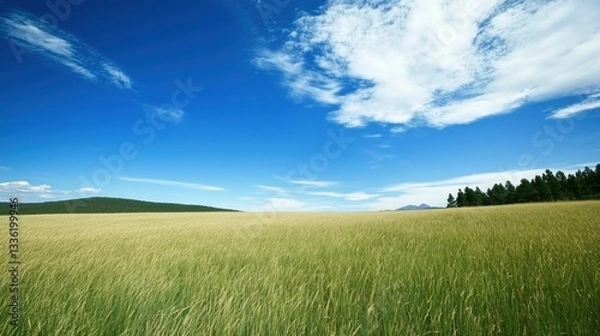 Obraz Rural landscape with wheat field, blue sky