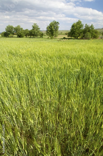 Fototapeta green meadow with trees and clouds