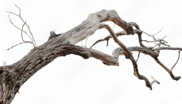 Fototapeta Dead branch of barren old tree with twisted isolated on white background.
