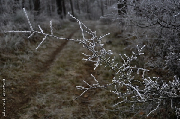 Obraz Branche givrée