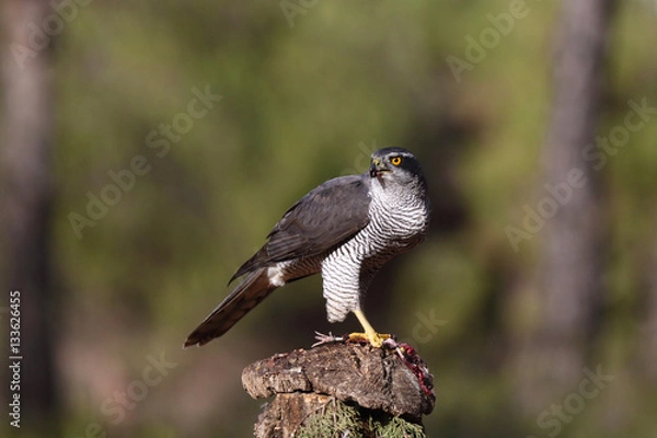 Obraz Eurasian goshawk