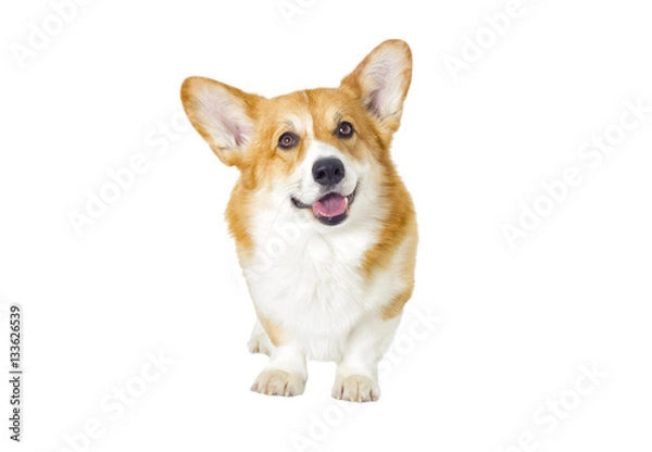 Obraz dog looking