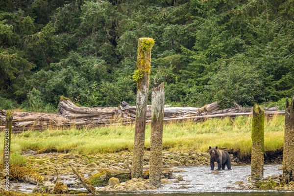 Obraz Grizzly Bear (Ursus arctos horribilis) at low tide, Knight Inlet, Vancouver Island, British Columbia, Canada.