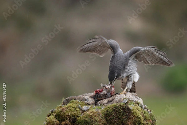 Obraz Eurasian goshawk