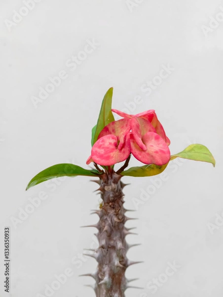 Fototapeta Euphorbia milii isolated on white background