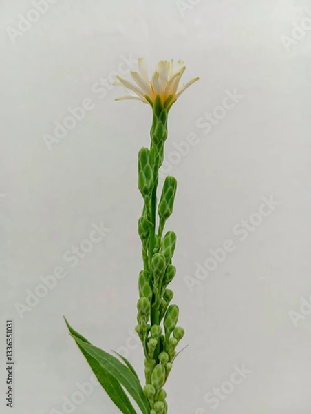 Fototapeta Tall Flowering Plant with Buds and White Bloom