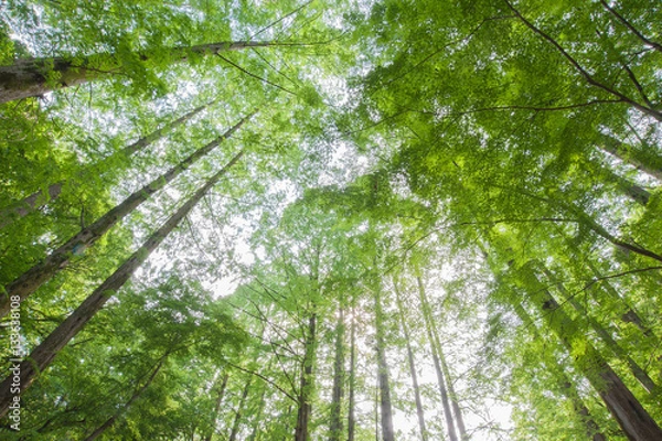 Fototapeta 爽やかな森