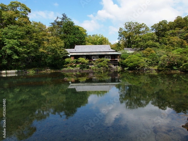 Fototapeta 春の香り漂う一輪