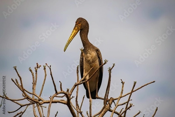 Obraz young Marabou stork on a tree branch in Africa