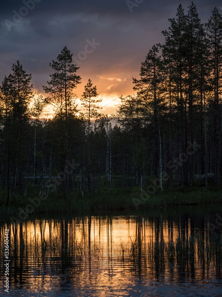 Fototapeta Evening sky seen through pine trees by a small lake in the forests of eastern Finland in summer