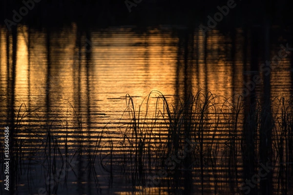 Fototapeta A small lake with reeds in the late evening light in the forests of eastern Finland in summer