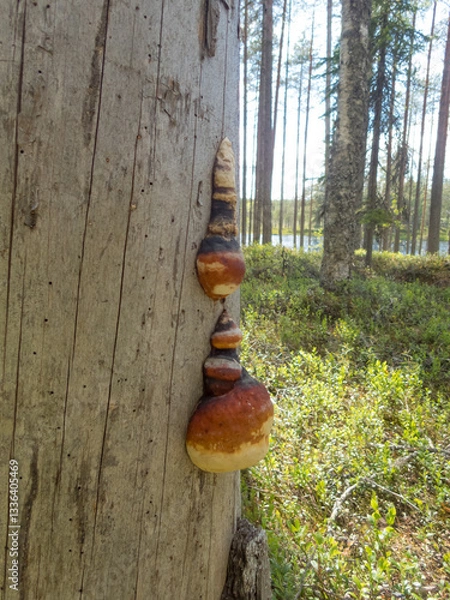 Fototapeta Fungus on an old grey tree trunk in the forests of eastern Finland on a summer day