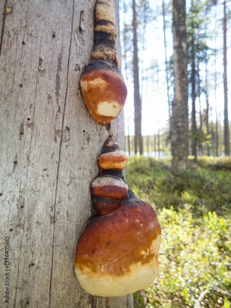 Fototapeta Fungus on an old grey tree trunk in the forests of eastern Finland on a summer day