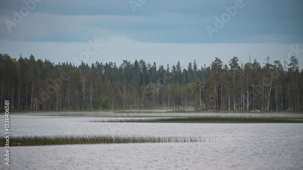 Fototapeta Mist on a small lake in the forests of eastern Finland on a summer night
