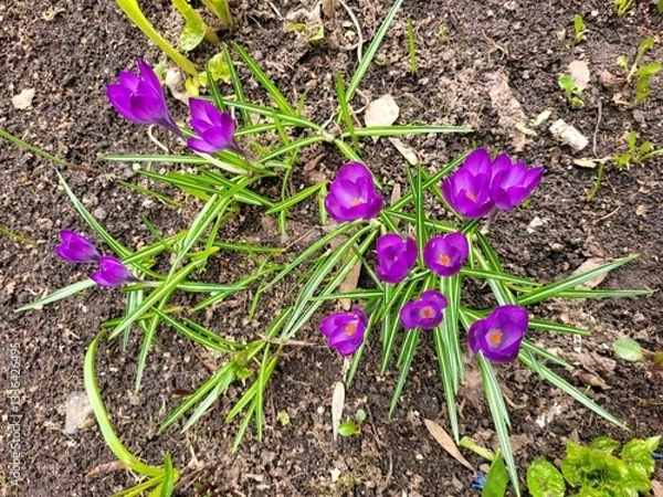 Fototapeta Purple crocus the first spring flower grows from the soil. The bright purple flower, long green leaves on the stem. Photography top view. First sprout flowers growing on the ground in spring.