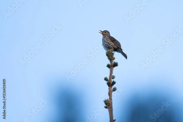 Fototapeta Singdrossel