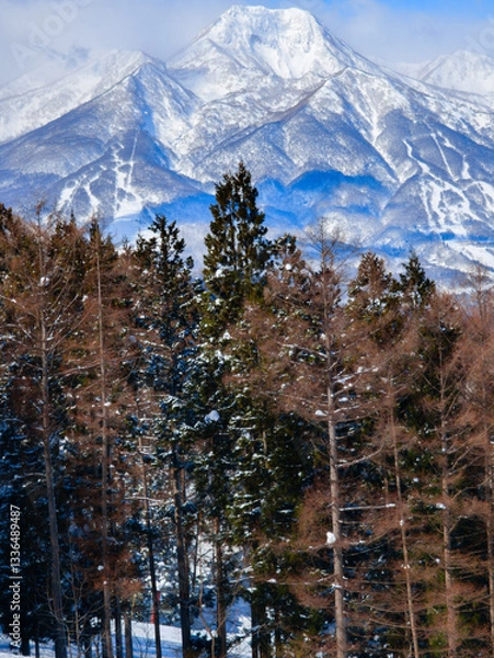 Fototapeta Snow covered jagged mountains with foreground forest in the Japanese Alps