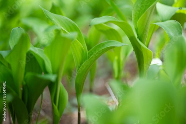 Fototapeta 은방울꽃