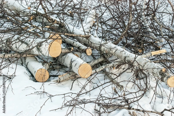 Fototapeta The sawn trunks