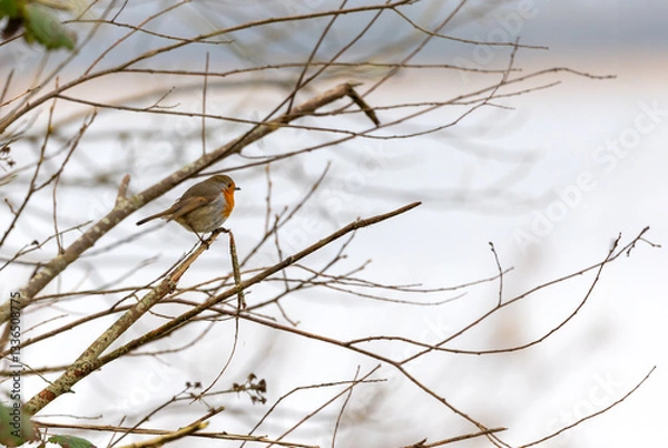 Fototapeta European robin "Erithacus rubecula" perched on narrow branch on cold winter day. Colorful songbird with orange red chest feathers. Ireland