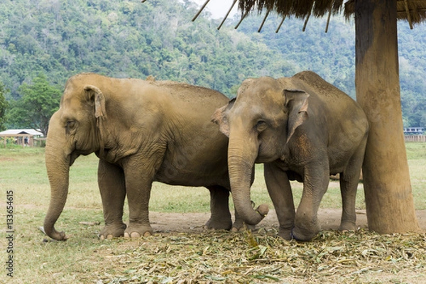 Obraz Thailand Elephant