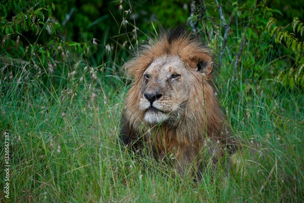 Obraz A majestic male lion (Panthera leo) resting in the tall grass of Masai Mara National Reserve, Kenya. Captured in natural daylight, showcasing its thick mane, powerful expression, and rugged features.