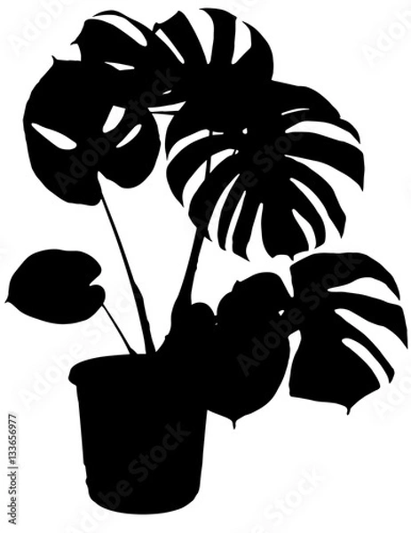 Obraz monstera the potted plant