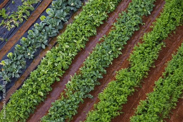 Obraz Green vegetable garden, top view