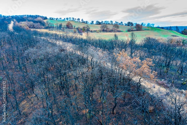 Obraz Wildfire devastating forest in legarda, navarre, spain, causing environmental damage