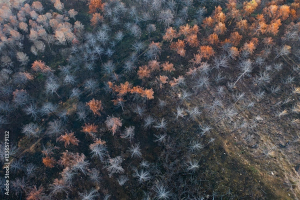 Obraz Wildfire devastating forest in legarda, navarre, spain, causing environmental damage