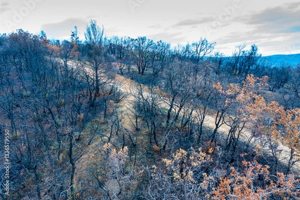 Obraz Devastating wildfire burning trees in legarda, navarre, spain