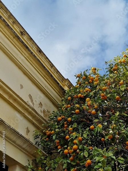 Obraz Lush Orange Tree Under a Clear Blue Sky