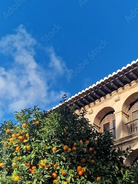 Fototapeta Lush Orange Tree Under a Clear Blue Sky