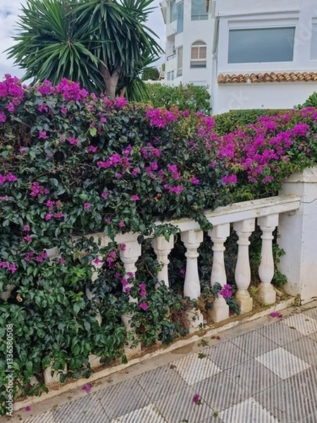 Obraz  Lush Bougainvillea Overlooking a Classic Balustrade