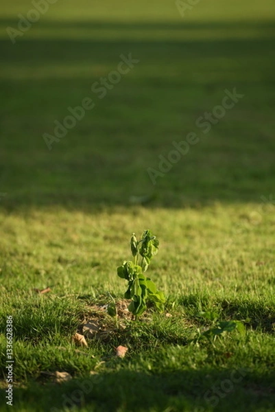 Obraz A young sapling emerges from the earth, bathed in warm golden sunlight against a vast green landscape. The small plant, with its delicate leaves and tender stem, symbolizes growth.