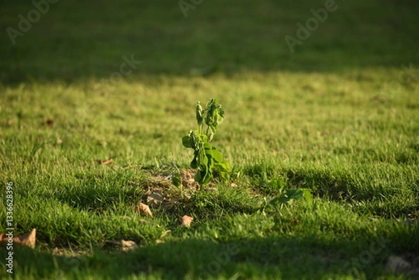 Obraz A young sapling emerges from the earth, bathed in warm golden sunlight against a vast green landscape. The small plant, with its delicate leaves and tender stem, symbolizes growth.