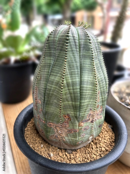 Obraz ユーフォルビア オベサ