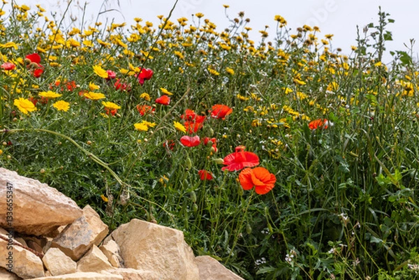 Obraz Poppies and yellow daisies blooming against rustic rocks in Malta. Vibrant red and yellow wildflowers flourish under the bright spring sun, creating a picturesque natural scene.